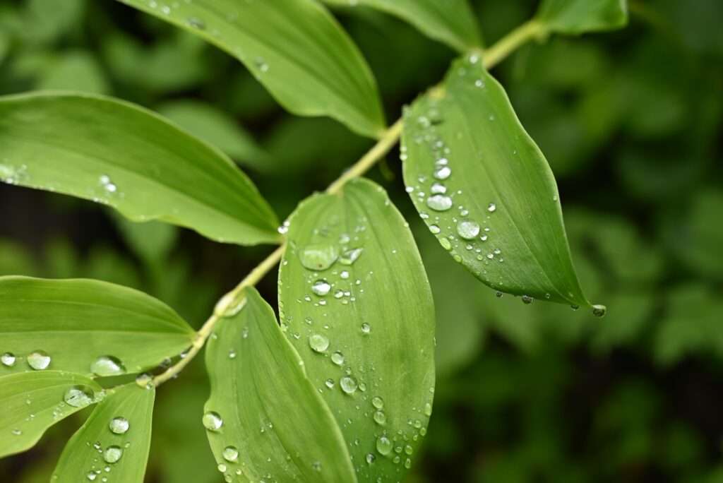 雨露が宝石のように輝いている葉