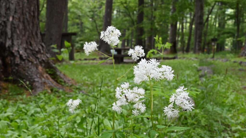 花火のような白いお花が特徴的