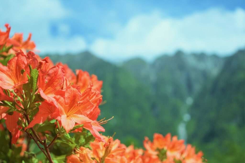 6月の花　代表格レンゲツツジ