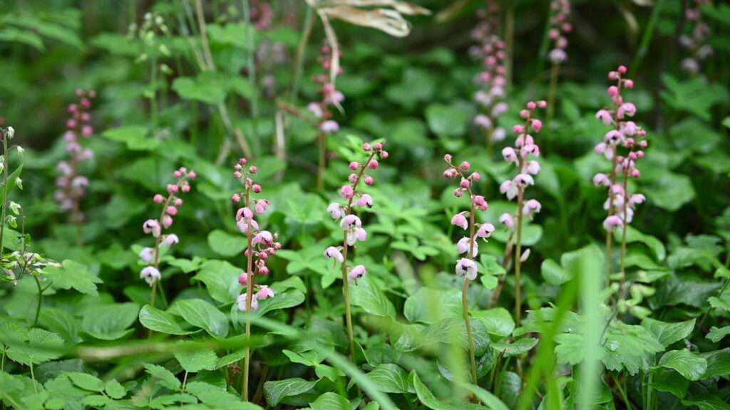 上高地全域で見られる花　ベニバナイチヤクソウ