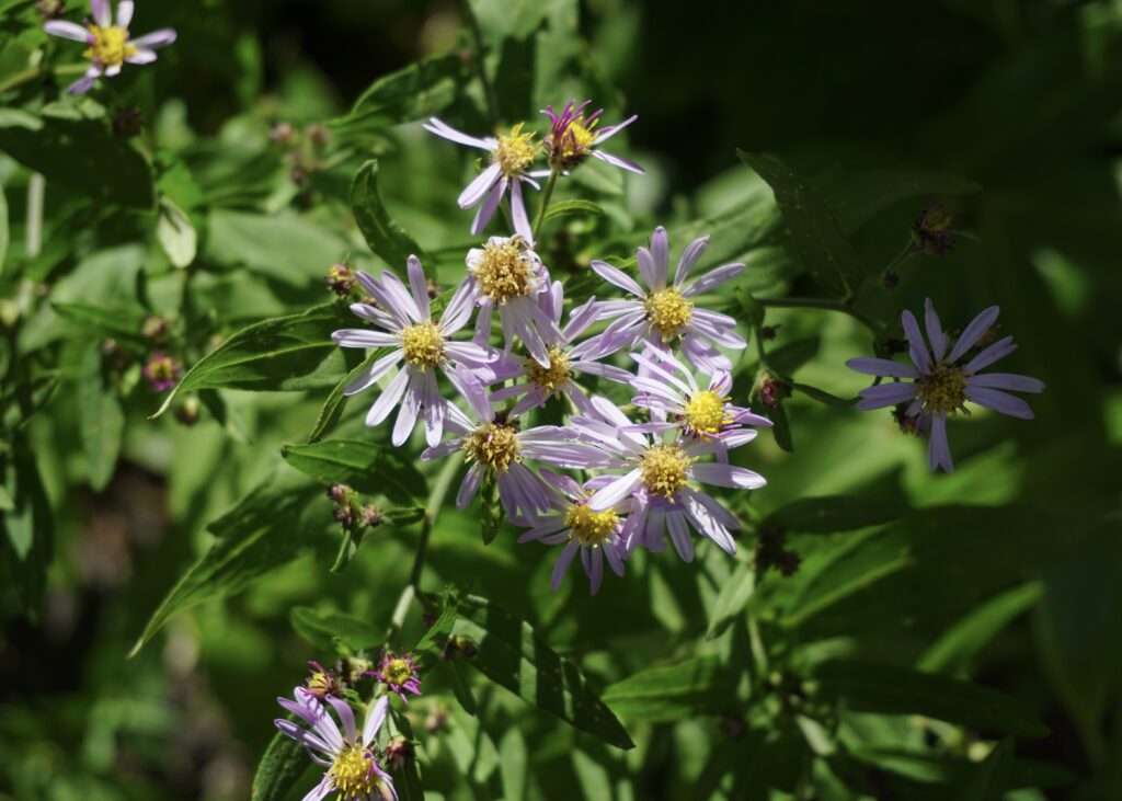 上高地の秋を代表する花　ノコンギク(野紺菊)