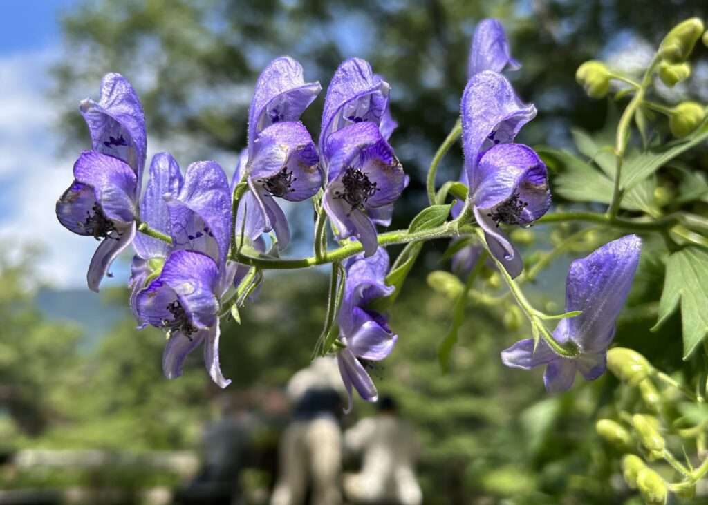 上高地の花　ヤチトリカブト(谷地鳥兜)