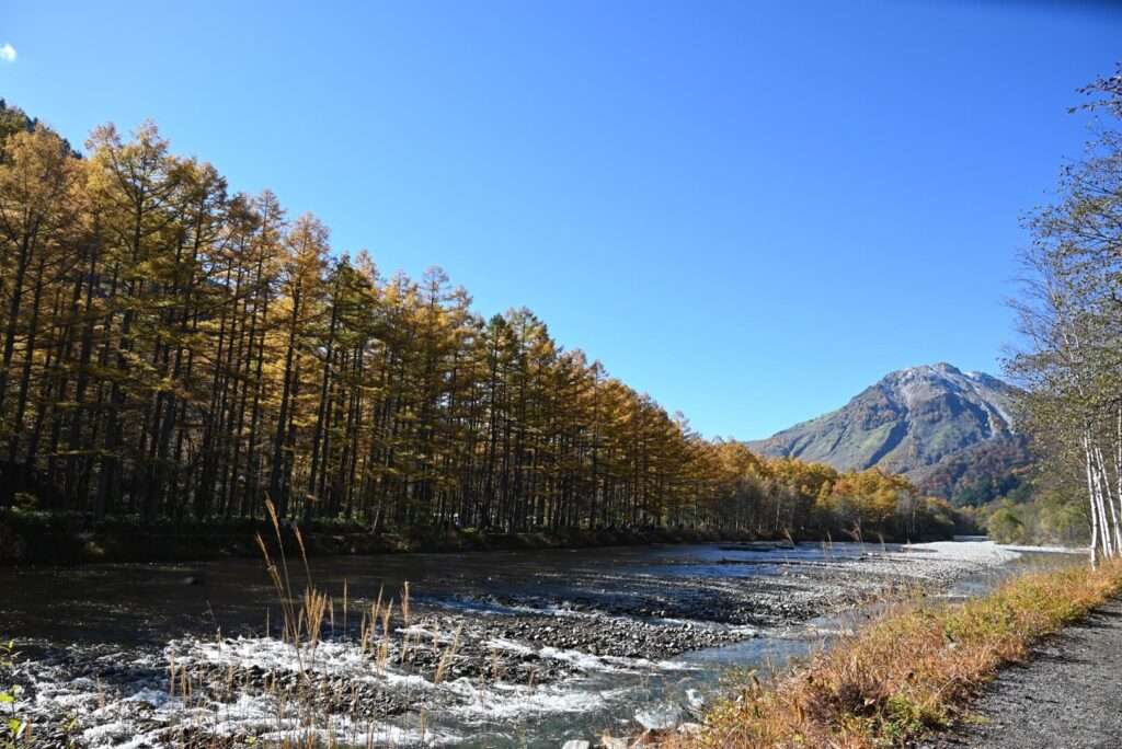 西糸屋山荘付近　焼岳とカラマツの黄葉