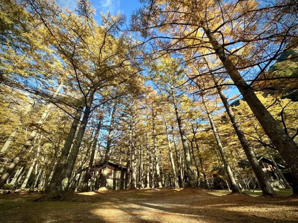 秋の上高地　カラマツの紅葉　