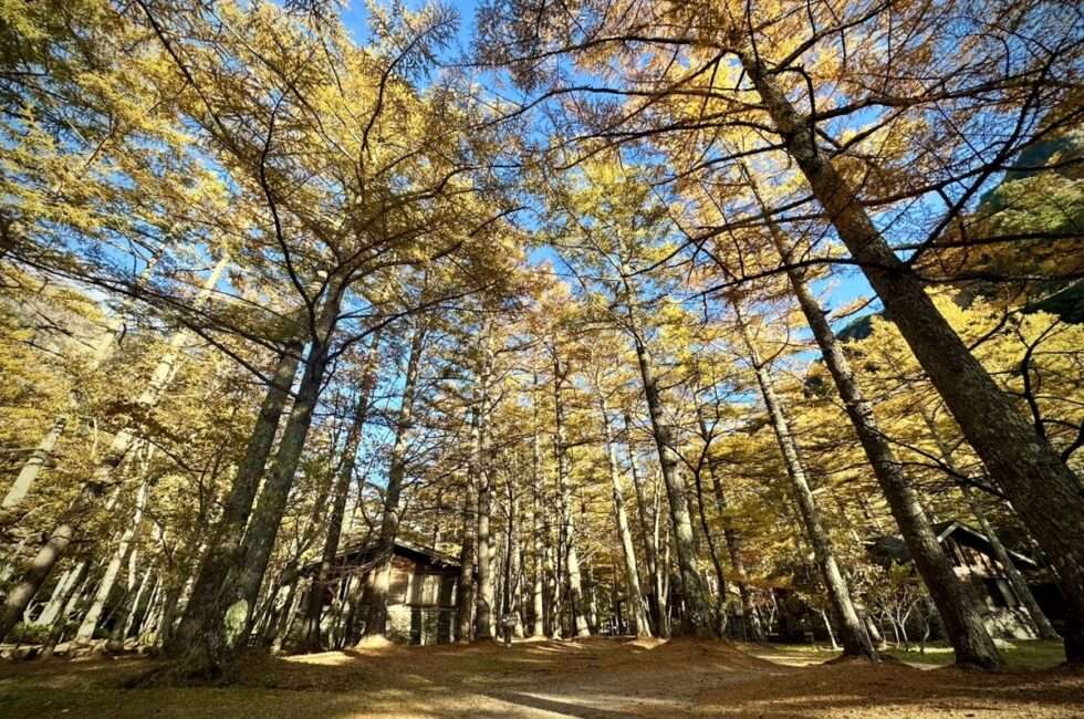 秋の上高地　カラマツの紅葉